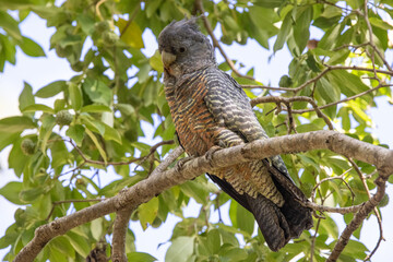 Female Gang Gang Cockatoo perched in tree