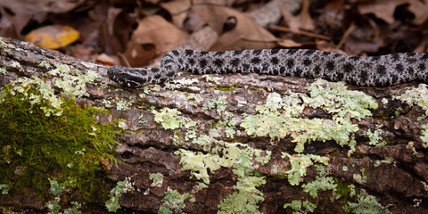 Pygmy rattlesnake slithering across a log in Georgia