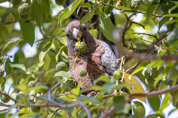 Female Gang Gang Cockatoo feeding on fruit of the Evergreen Dogwood, Cornus capitata
