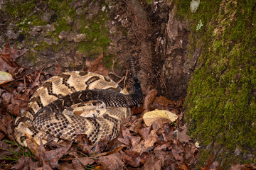 Timber rattlesnake coiled ready to strike in Georgia