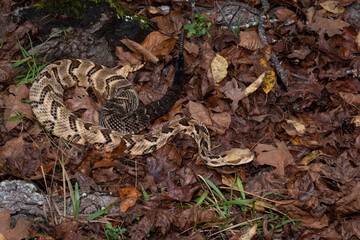 Timber rattlesnake slithering through leaves in Georgia