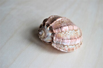 Coquillage. Plage et mollusque. Spécimen de coquillage. Objet naturel de décoration. Nature marine. Océan. 