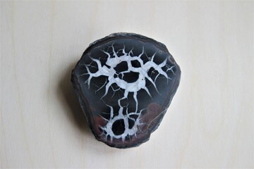 Nodule septuarien. Fossile marin. Geologie et minéraux. Collection et rareté. 