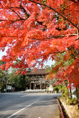 秋の三井寺　仁王門　滋賀県大津市