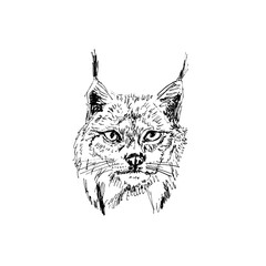 Lynx head isolated on white background, graphic black and white drawing