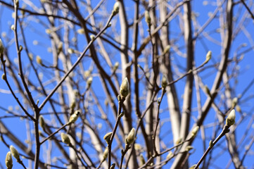 モクレンのつぼみ