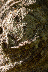 Tronco de árbol / Tree trunk