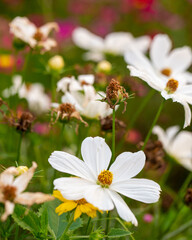 Obraz premium Flores blancas en el jardín / White flowers in the garden.