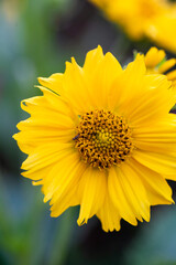 Yellow flower / Flor amarilla