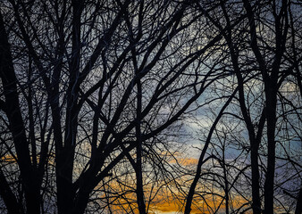 Sunset with Trees in Foreground