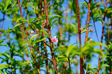 beautiful peach flower in the branch