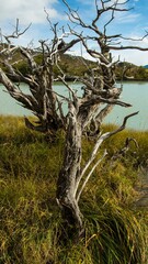 Explora Viewpoint in Chile Patagonia Torres del Plaine.  With barren trees, tall marsh grass, and blue sky