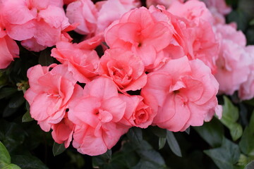 Pink flowers of Cape Primrose Streptocarpus Concord Blue