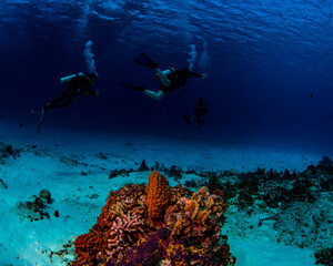 Tropical fish and divers on the reef