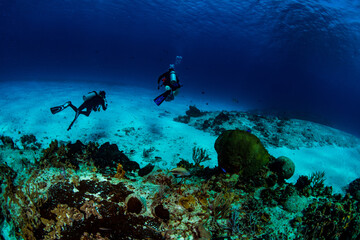scuba diver and reef