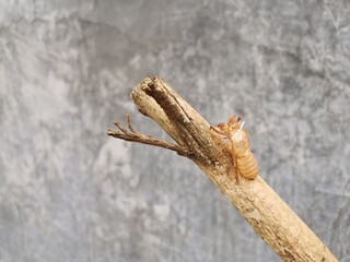 Insect remains on the branches