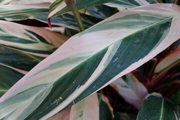 Fototapeta na wymiar The white and green leaves of Stromanthe Sanguinea Triostar, tropical plant