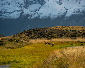 Fototapeta premium Wild animal Guanaco, with jagged snow-covered mountains behind it.