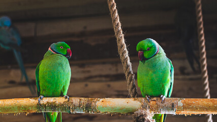 Obraz premium parrots a place parrot with parrots tropical talking birds 