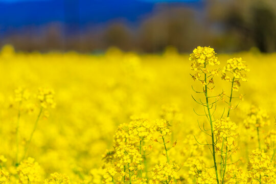 Yellow mustard flowers between grape vines in Napa Valley, California, USA © SvetlanaSF