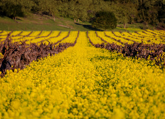 Golden yellow mustard flowers blooming between grape vines at a vineyard in the spring in...