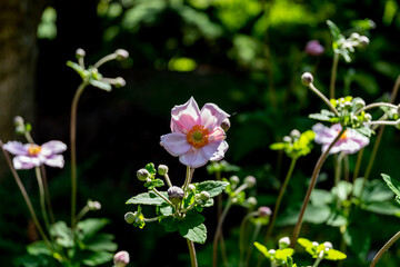 pink flower in the garden