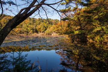 紅葉の極楽寺寺
