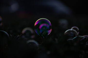 magic soap bubbles circles on grass and hedge
