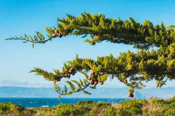 Branch of cypress tree with pine cones, and Pacific ocean and clear blue sky on background