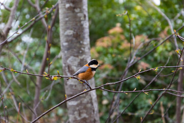 春先の弥勒山に生息するヤマガラ