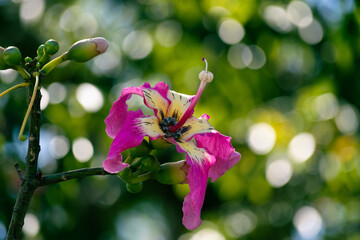 Closeup of pink flower of ceiba speciosa tree with unfocused background