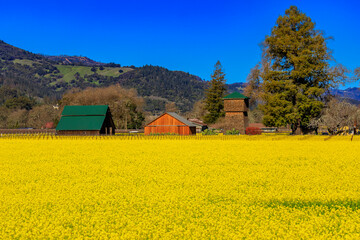 Golden yellow mustard flowers blooming between grape vines at a vineyard in the spring in...