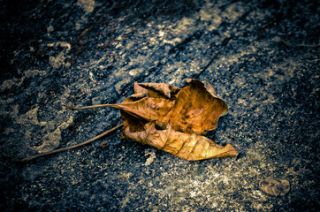 Fallen Leaves