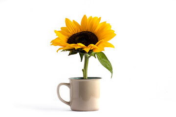 Obraz premium una taza de girasol con mucho color amarillo verde 