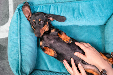 Cute lazy dachshund puppy poses with belly up in pet bed while human makes him relaxing massage, top view. Wellness and rehabilitation procedures for dogs.