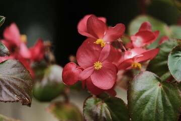 Obraz premium Beautiful Flower & Plants