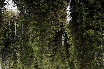 Beautiful Flower & Plants