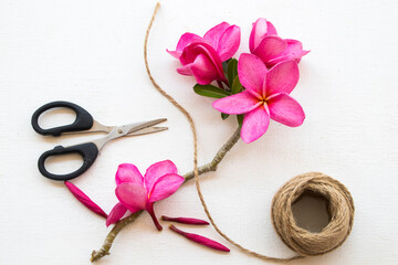 pink flowers frangipani local flora of asia ,rope and scissors arrangement flat lay postcard style on background white