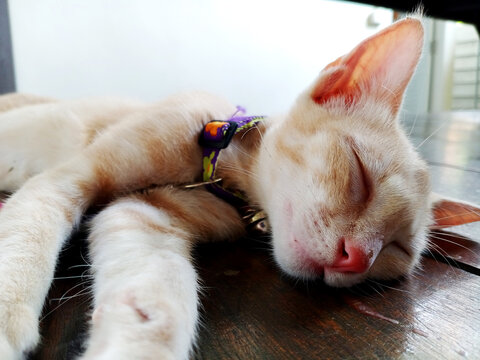 Sleeping Ginger Cat On The Wooden Floor On A Summer Day. Lazy Cat Lying And Stretching On The Wooden Floor. Cat Sleeping And Relaxing On The Wooden Floor. Orange Cat Sleeping At Home. Soft Focus.