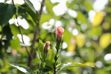 Beautiful Flower & Plants