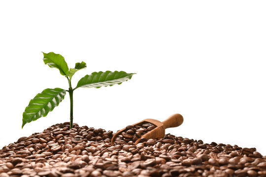 Coffee tree and scooper on a pile of coffee beans isolated on white background, good coffee beans come from good breed of cofffee