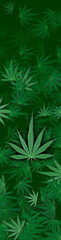 Obraz na płótnie Canvas Marijuana leaf, green color background. Decorate for ad, poster, template print, artwork 