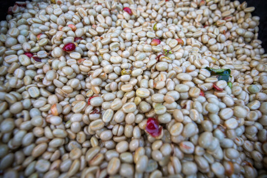 Wet coffee cherry in pulping machine