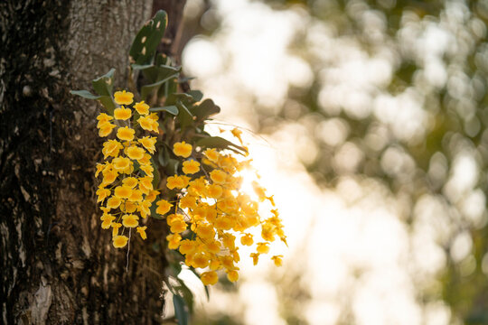 Beautiful Blossom yellow Dendrobium lindleyi Steud on tree
