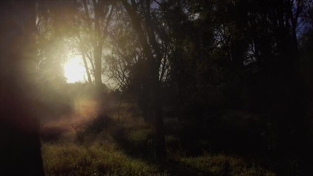 Stunning Queensland bush sunrise with a view over the glistening grasslands through the shady trees