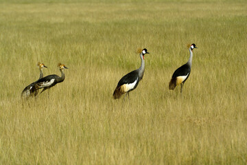 Family of crowned cranes (crested cranes) (male, female, two juveniles), Amboseli National Park, Kenya
