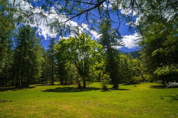 Trees in the park. This is the scenic view of the Himalayas. Peaks and alpine landscape from the trail of Sar Pass trek Himalayan region of Kasol, Himachal Pradesh, India.	