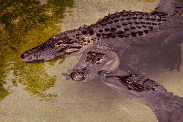 alligator in a pond
