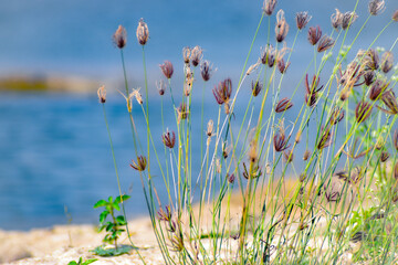 grass on the beach