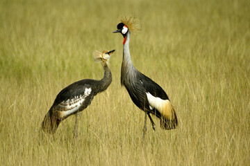 Adult crowned (crested) crane with juvenile, Amboseli National Park, Kenya